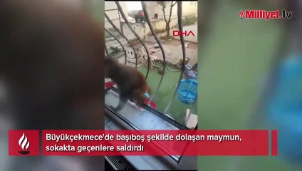Büyükçekmece'de başıboş maymun insanlara saldırdı