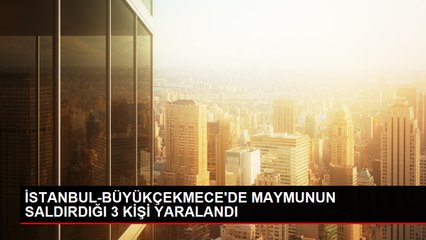 Başıboş Maymun Sokakta İnsanlara Saldırdı
