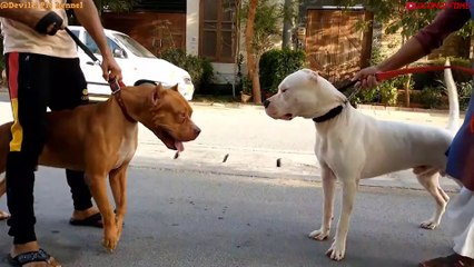 Dogo Argentino VS Puma Cougar - Dogo Dog VS Puma Cougar Real Fight Comparison