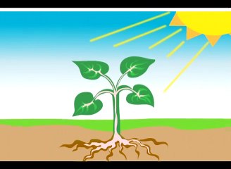 How Plants Make Food - Discovery Education