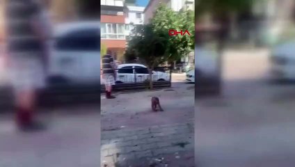 Un singe s'échappant des mains de son propriétaire, terrifié, a attaqué les passants et s'est introduit par effraction dans les maisons : 3 blessés