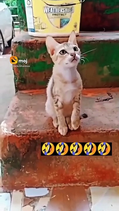 Cat fanny video comedy