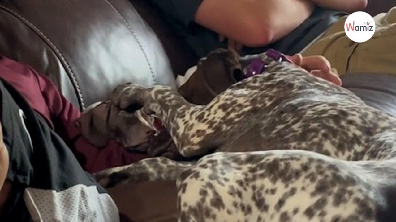 Une chienne Braque allemand découvre un chiot : la rencontre fait craquer 900 000 internautes