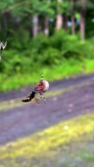 L'araignée et la guêpe tournent sur elles-mêmes en étant suspendues à un fil