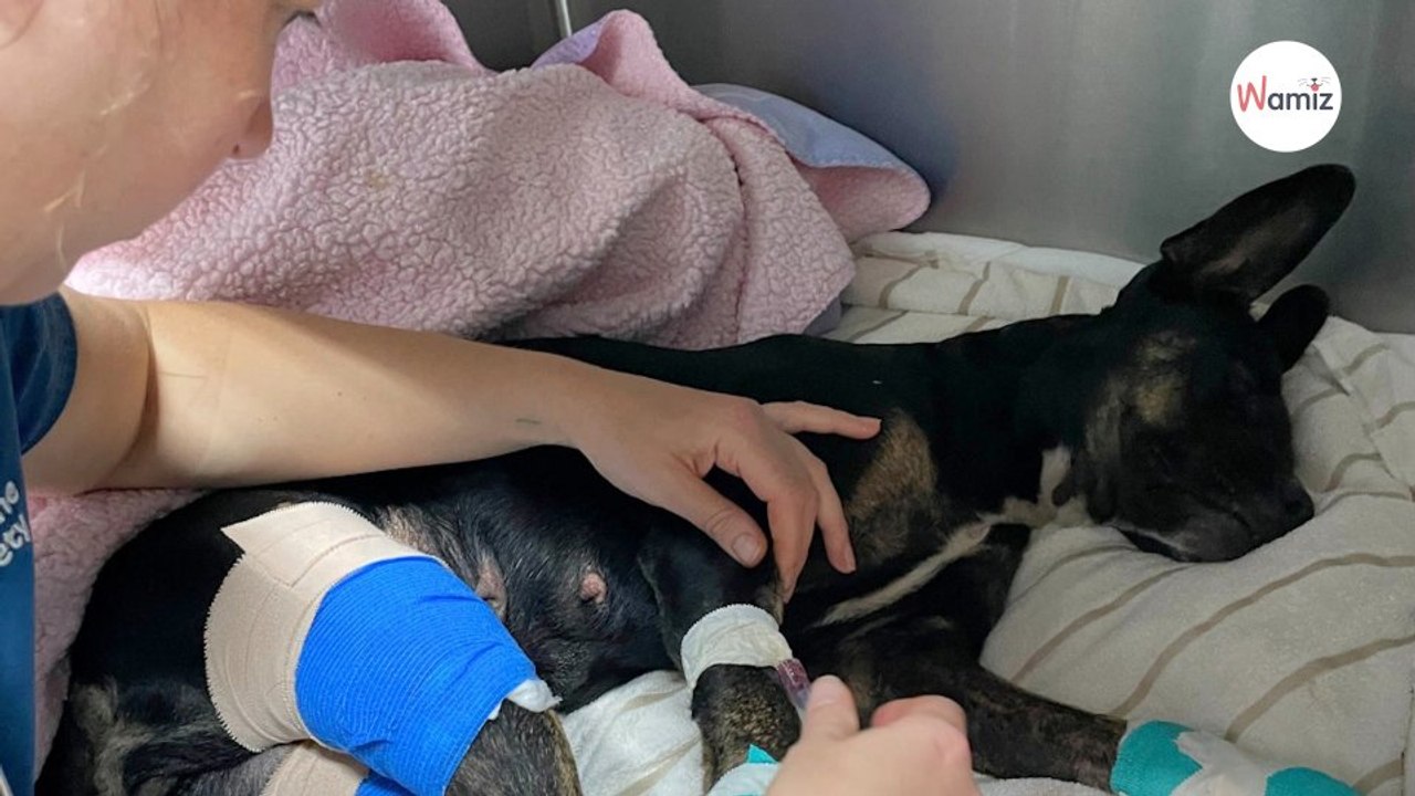 Abandonnés dans une boite, ces chiots Bergers allemands ont dû manger des cailloux et du papier pour survivre