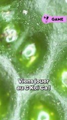 Sauras-tu deviner ce qu’on te montre au microscope ? Donne nous ta réponse dans les commentaires ! Indice : Il peut aussi te défendre