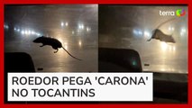 Rato escala carro em movimento e assusta mãe e filha em Palmas (TO)
