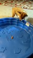 Aider Corgi à surmonter sa peur de la piscine en plastique du destin