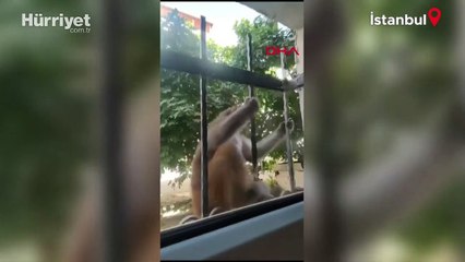 Büyükçekmece'de maymun saldırısı: 3 kişi yaralandı