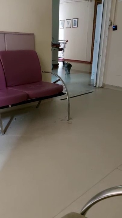Cat At Hospital