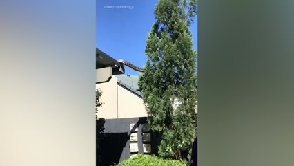 Una pitón gigante trepa por el techo de una casa en Australia