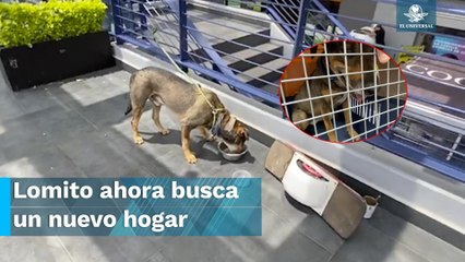 Dejan abandonado a un perrito amarrado en una plaza de la del Valle