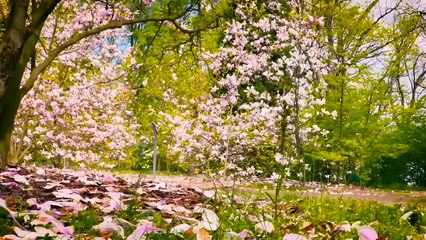 HD flower video _ Amazing nature _ Free HD videos - no copyright