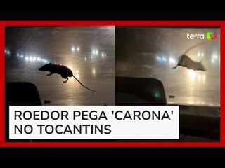 Rato escala carro em movimento e assusta mãe e filha em Palmas (TO)