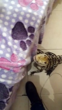 Ce petit crocodile de compagnie est parfaitement dressé