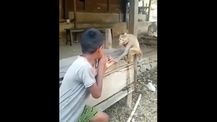 Karaté monkey... un singe agile et rapide