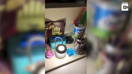 Elle s'occupe d'un oeuf de lézard jusqu'à son éclosion