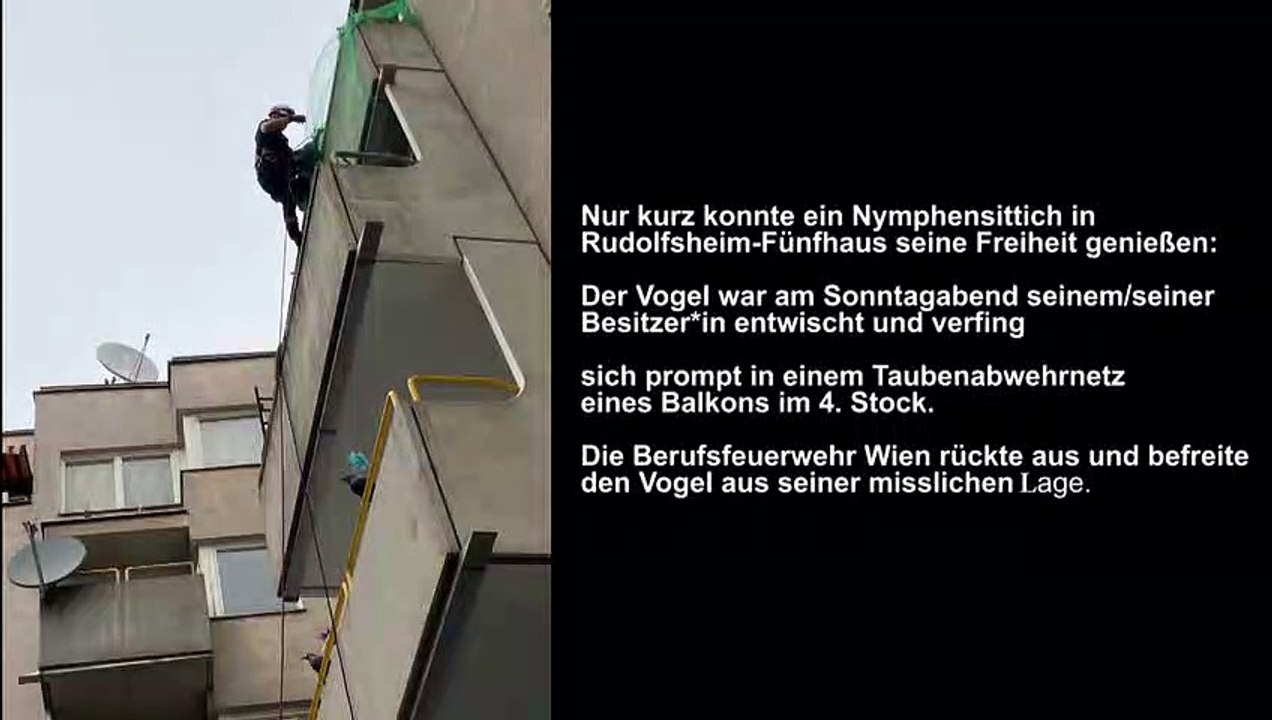 Wiener Berufsfeuerwehr rettete entwischten Nymphensittich
