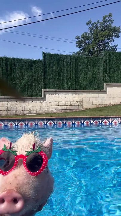Le cochon fabuleux passe une journée à la piscine