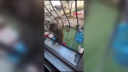İstanbul’da sokakta dolaşan maymun yoldan geçenlere saldırdı!