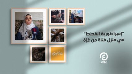 حكاوي العين | "إمبرطورية القطط" في منزل فتاة من غزة
