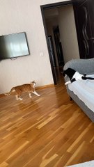 Un chat handicapé joue toujours dur