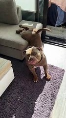 Big Stretch From Beefy American Bully