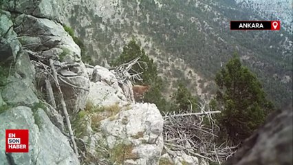 Yavru yaban keçileri fotokapana takıldı