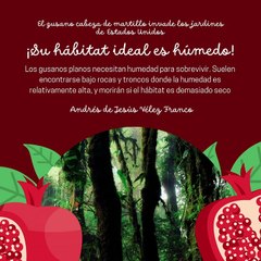 -ANDRÉS DE JESÚS VÉLEZ FRANCO- GUSANO CABEZA DE MARTILLO: PLANTAS CONTAMINADAS (PARTE 2) (@AndresdeJesus90)
