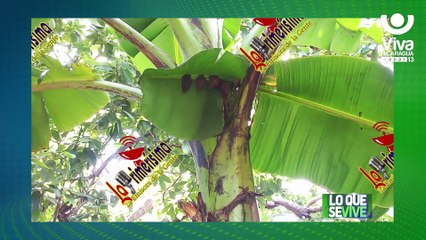 Nicaragua mantiene bajo control sanitario situación del caracol gigante africano