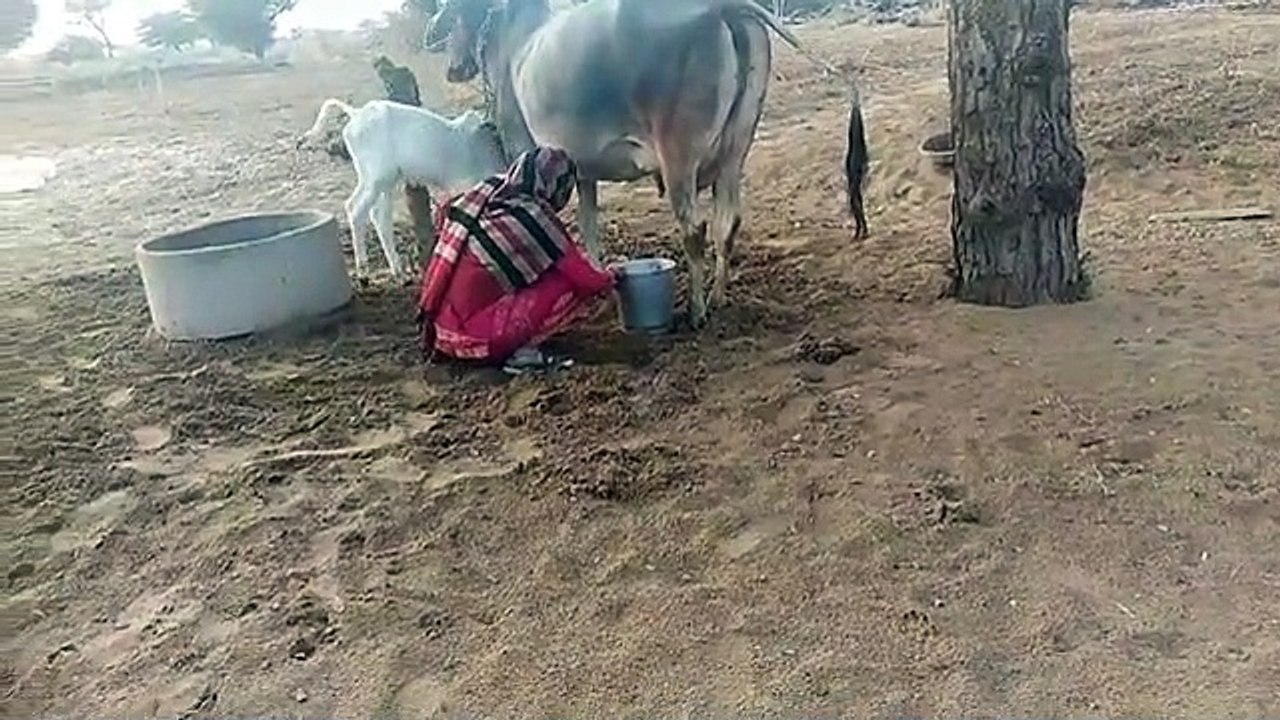 cow milk