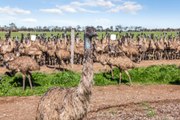 The Emu Farmers Company Pty Ltd | August 29, 2023 | Farmonline