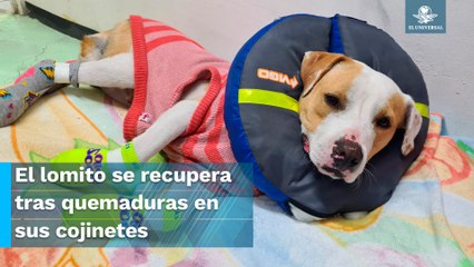 Final feliz. Lomito rescatado en Metro Obrera se reencontrará con su familia