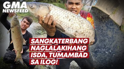 Sangkaterbang naglalakihang isda, tumambad sa ilog! | GMA News Feed