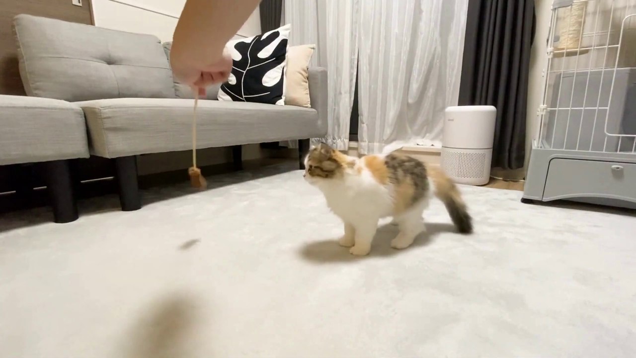 Baby Cat ❤ Cute and Funny Cat Videos Compilation 2023