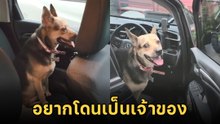 สาวเปิดรถ เจอแขกกระโดดขึ้นไปด้วย จนต้องเรียกคนมาช่วย
