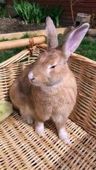 The rabbit, a small mammal belonging to the family Leporidae