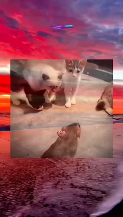 Tom jerry in real life