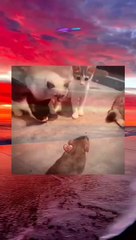 Tom jerry in real life