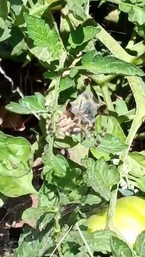 İstila çığ gibi geliyor! Gümüşhane ve Ağrı'nın ardından şimdi de Ankara diken üstünde! Hayvan değil canavar