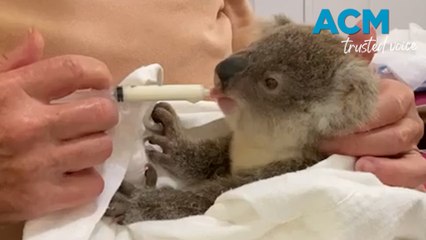 Daisy the orphaned koala to return to wild