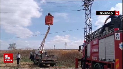 Tekirdağ'da yüksek gerilim hattında asılı kalan leyleği itfaiye kurtardı