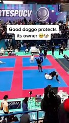 "Te metes con él, te metes conmigo": Perrito irrumpió en un torneo de jiu-jitsu para defender a su dueño