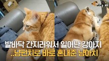 발바닥 간지러워서 일어난 강아지, 냥펀치로 바로 혼내준 냥아치
