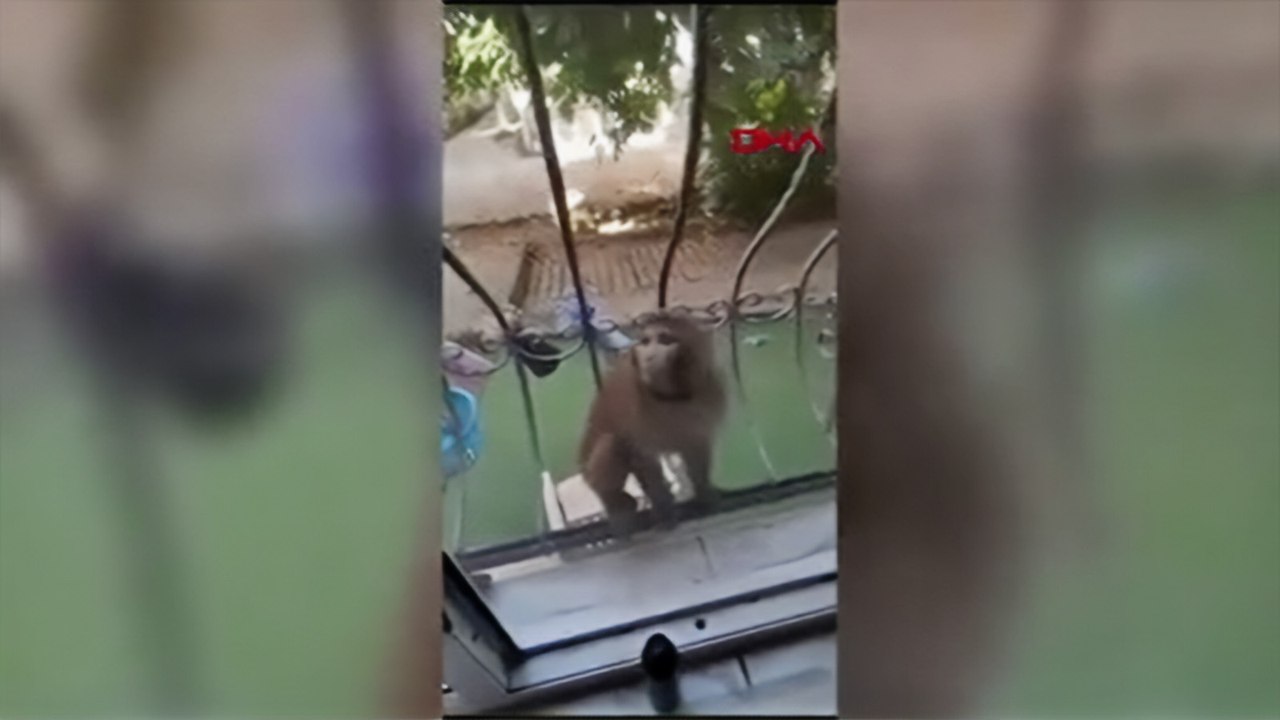 Büyükçekmece'de maymunun saldırdığı 3 kişi yaralandı
