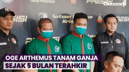 Pesulap Oge Arthemus Tanam Ganja Pakai Pupuk Hidroponik sejak 5 Bulan Terahkir