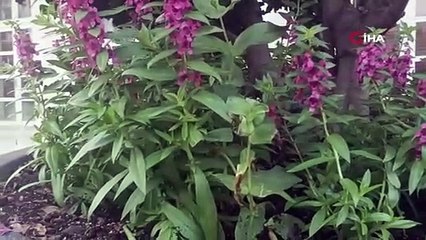 Sıcak hava ve nem beyazsinek popülasyonunu arttırdı