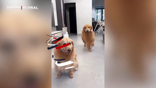 Eşine gül götüren köpeğin görüntüleri izlenme rekoru kırdı: 'Öpücüklere boğdu'