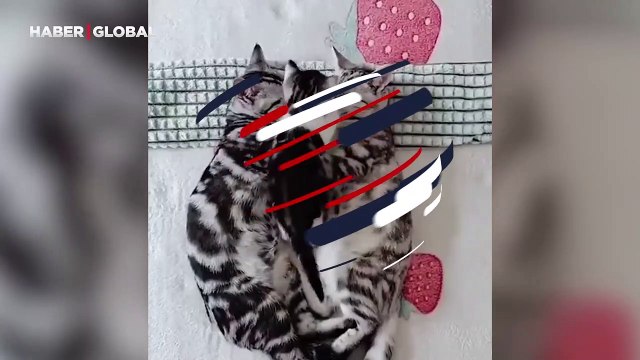 Anne ve babasını uyutmayan yavru kedinin görüntüleri kahkahaya boğdu