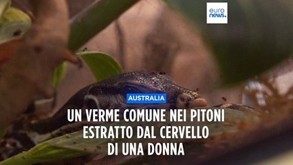 Australia, primo caso al mondo di verme comune nei pitoni estratto dal cervello di una donna